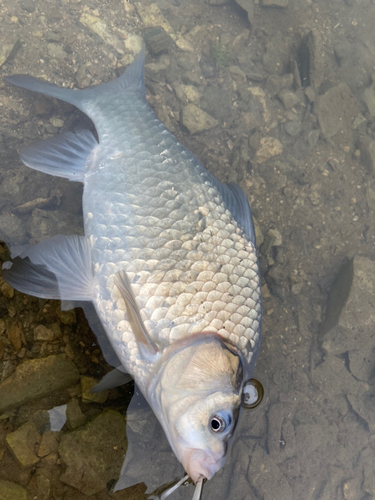 フナの釣果