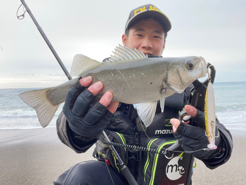 ヒラスズキの釣果