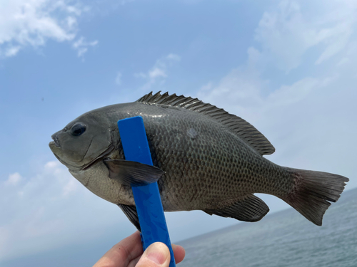 メジナの釣果