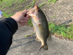 ラージマウスバスの釣果