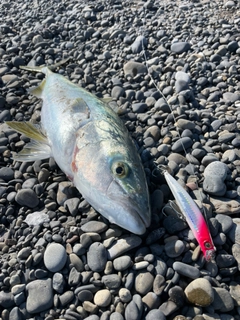 メジロの釣果