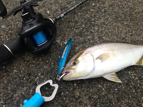 カンパチの釣果