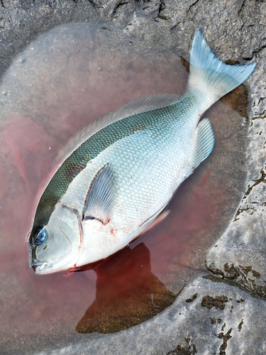 グレの釣果