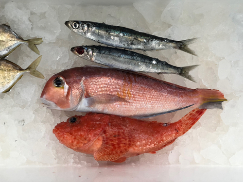 アマダイの釣果