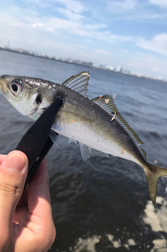 サバの釣果