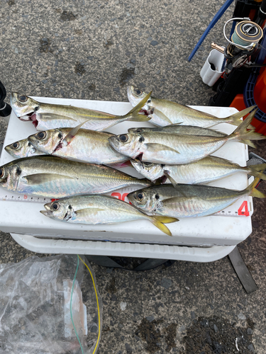 若狭湾の釣果 - アングラーズ  釣果500万件の魚釣り情報サイト