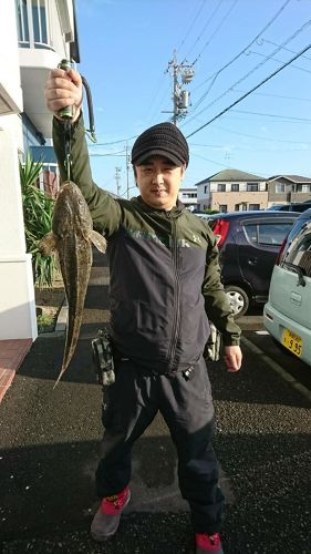 マゴチの釣果