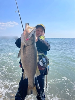 ヒラスズキの釣果