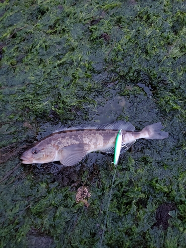 ホッケの釣果