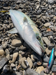 メジロの釣果