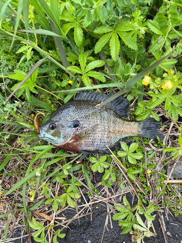 ブルーギルの釣果