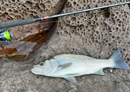 ヒラスズキの釣果