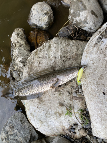 ライギョの釣果