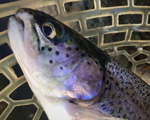 ニジマスの釣果