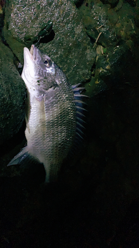 キビレの釣果