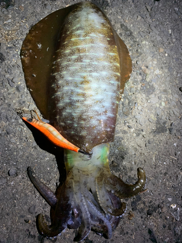 アオリイカの釣果