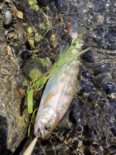 アマゴの釣果