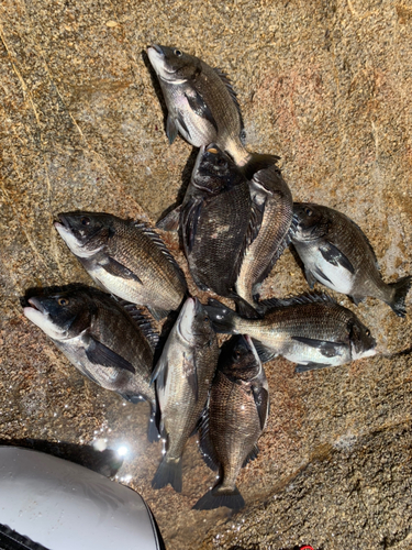 クロダイの釣果