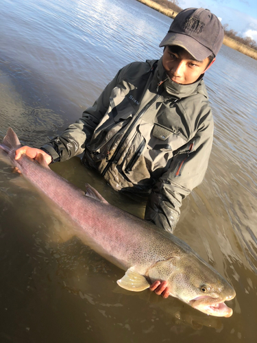 イトウの釣果