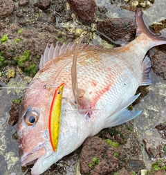 マダイの釣果