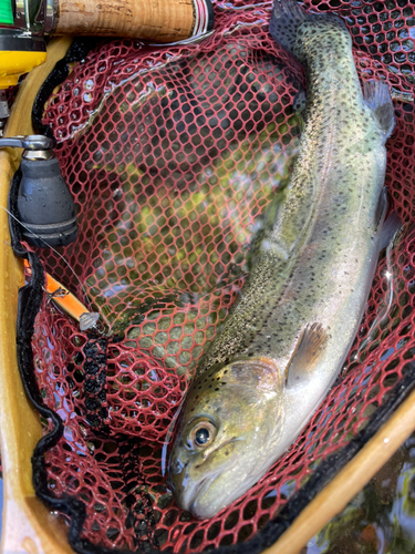 ニジマスの釣果