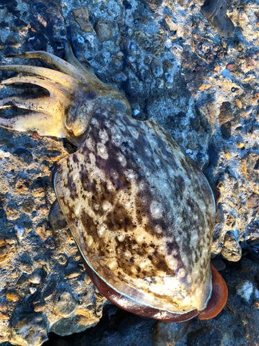 コウイカの釣果