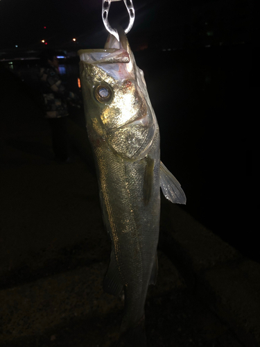 セイゴ（マルスズキ）の釣果