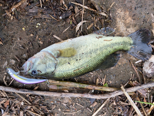 ブラックバスの釣果