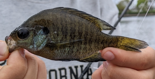 ブルーギルの釣果