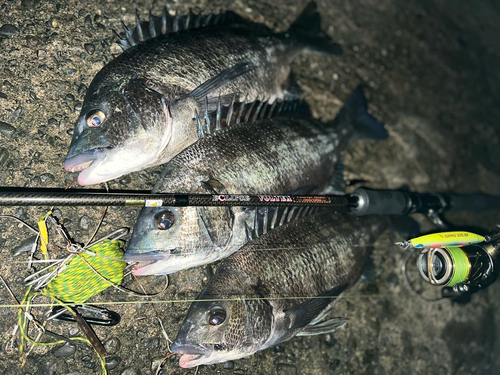 クロダイの釣果