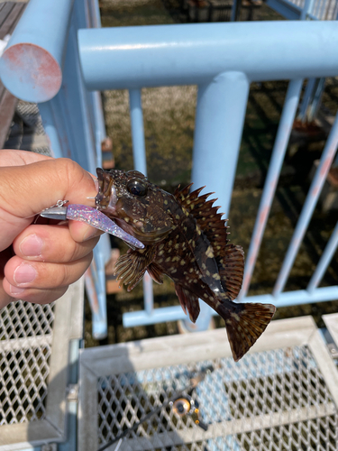 ガシラの釣果