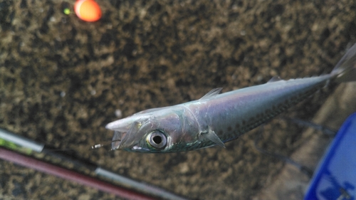 サバの釣果