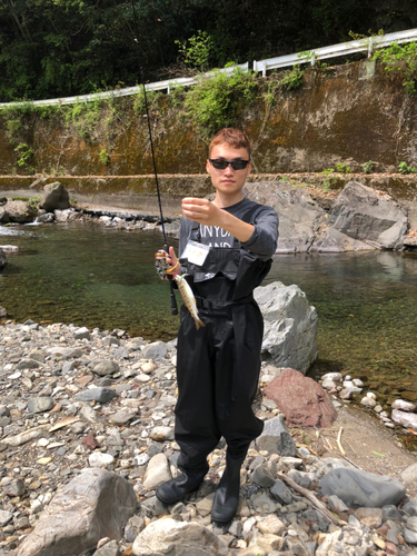 アマゴの釣果