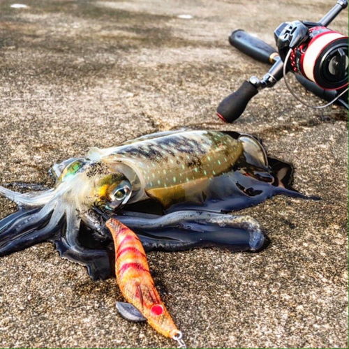 アオリイカの釣果