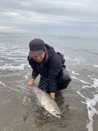 イトウの釣果