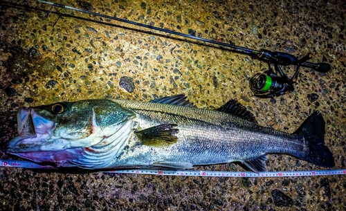 タイの釣果