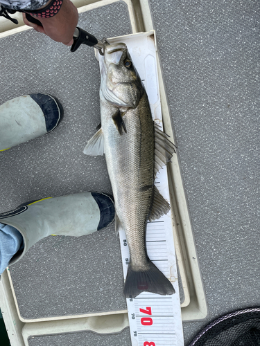 スズキの釣果