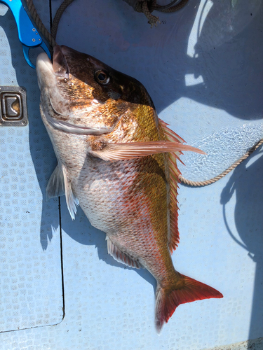 マダイの釣果