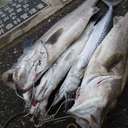 サゴシンガーの釣果