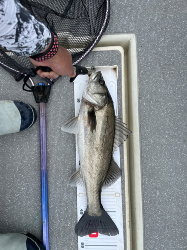 スズキの釣果