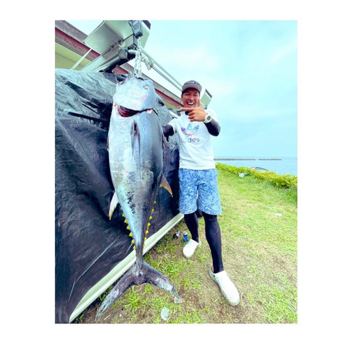 クロマグロの釣果