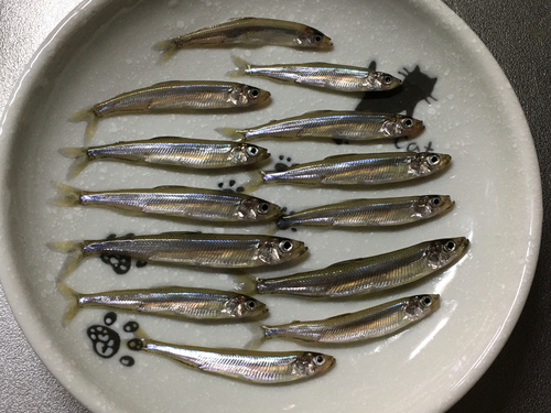 ワカサギの釣果