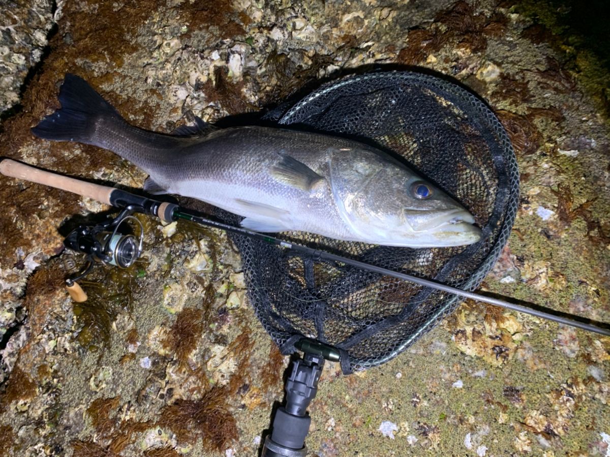 kazuuu...さんの釣果 2枚目の画像