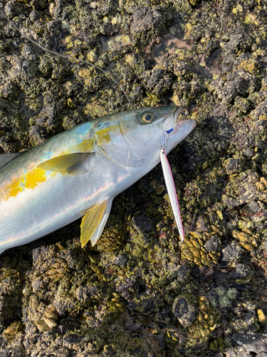 ヒラマサの釣果