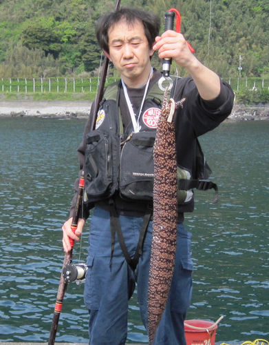 トラウツボの釣果