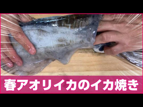 アオリイカの釣果