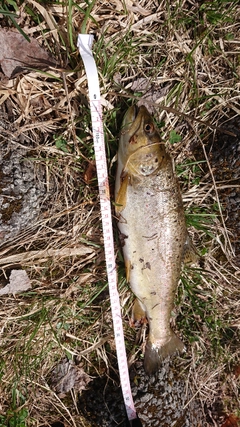 ブラウントラウトの釣果