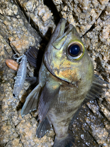 シロメバルの釣果