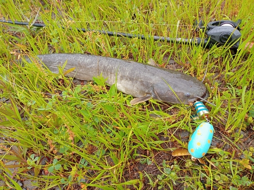 ナマズの釣果