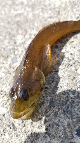 アナハゼの釣果